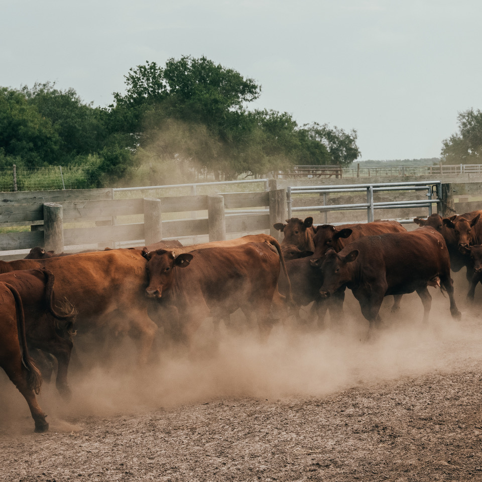 A Cattle Centennial
