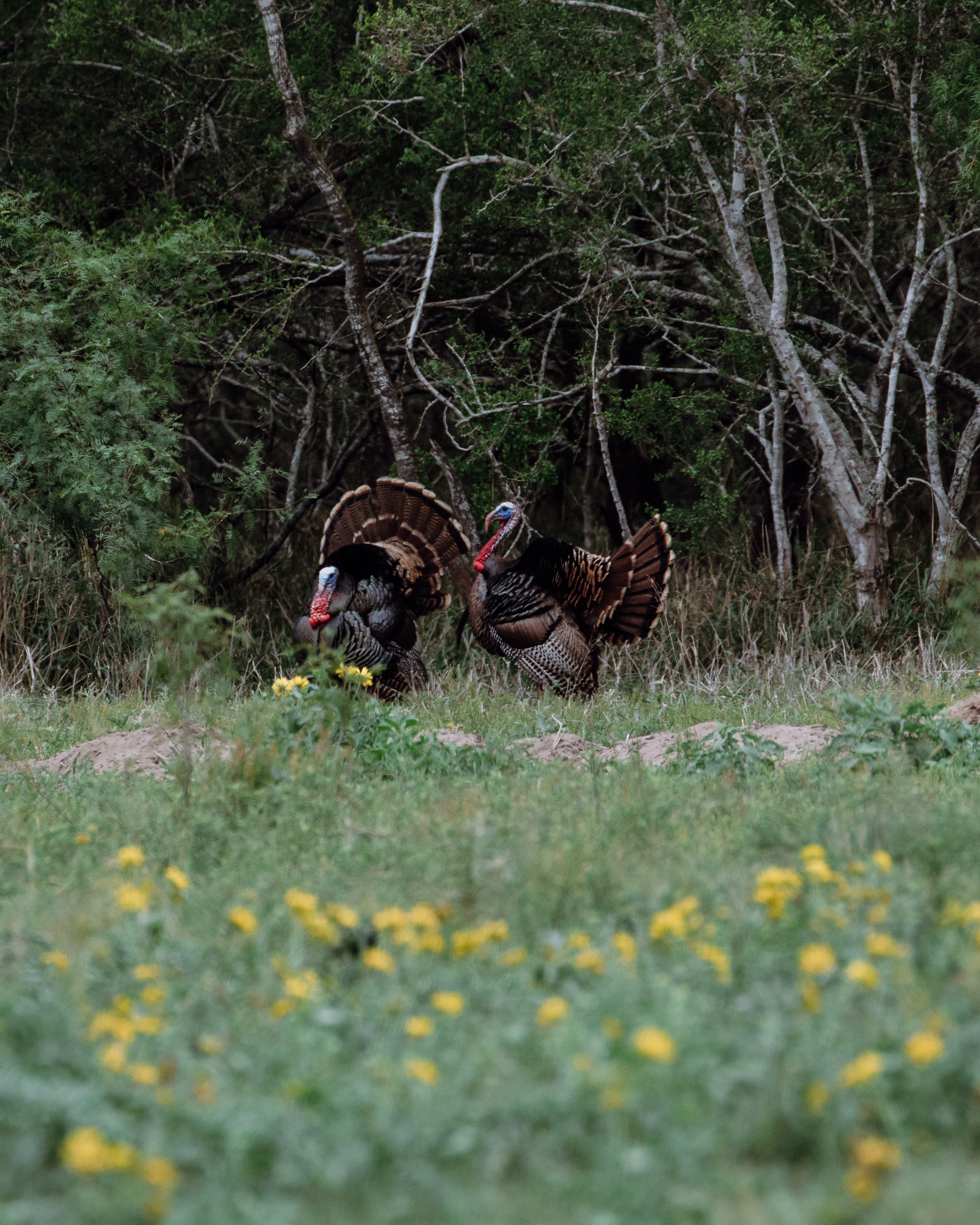 Wild About Spring Turkey Hunting