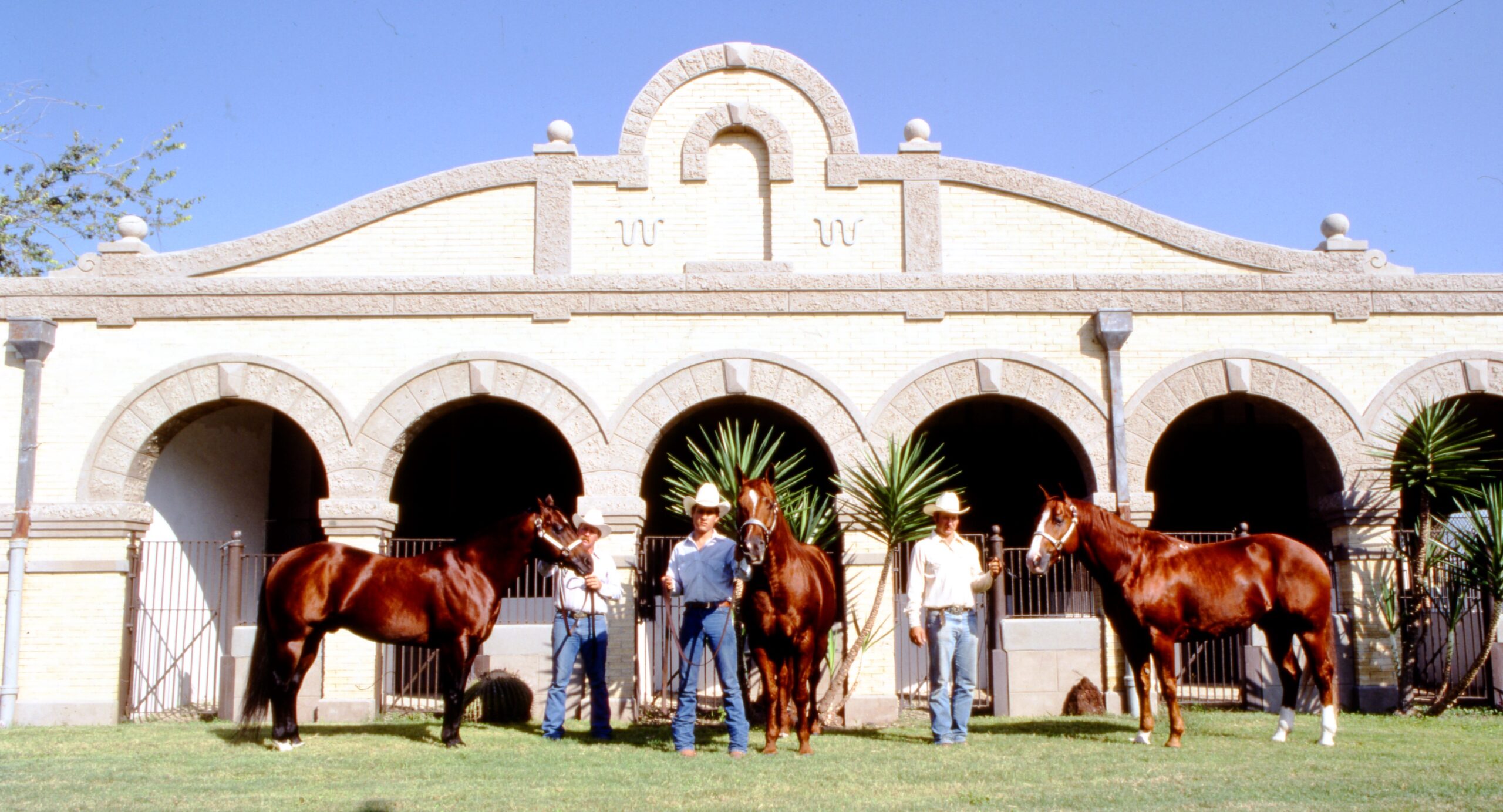 king ranch bred horses